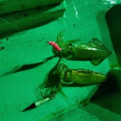 今季初のイカメタル