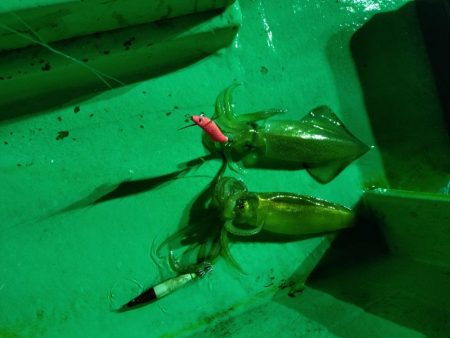 今季初のイカメタル