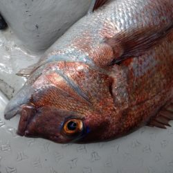 激渋カワハギからのサビキで鯛