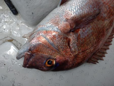 激渋カワハギからのサビキで鯛