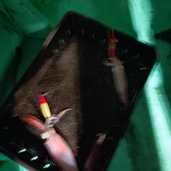 浜田沖でのイカメタル