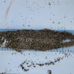 京都府舞鶴キス釣り