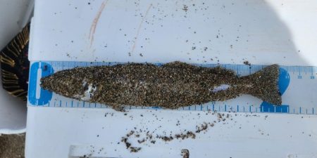 京都府舞鶴キス釣り