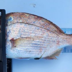 有田ロックキス