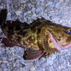 新ルアーでガシラ