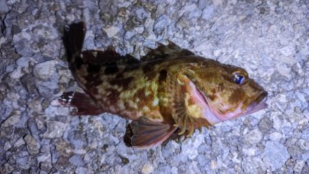 新ルアーでガシラ