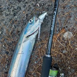 濁り潮の夕マヅメ