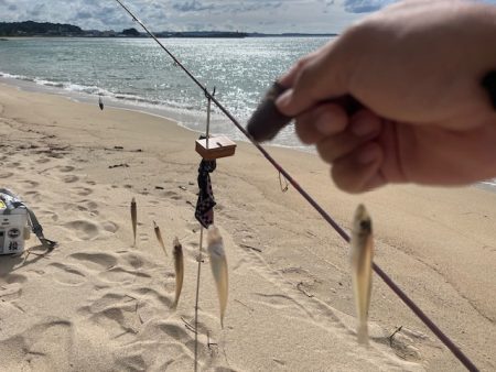 今日は小型メインでした