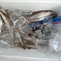 朝だけの短時間釣行でした