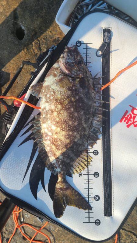 和歌山市江(吉丸渡船)の磯で夜釣り