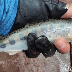 渇水、梅雨はどこへ？