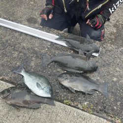 和歌山市江（吉丸渡船）でグレ釣り