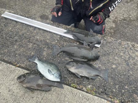 和歌山市江（吉丸渡船）でグレ釣り