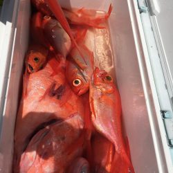 アブラボウズ アコウダイ ライトタックル 中深海 駿河湾 大宝丸