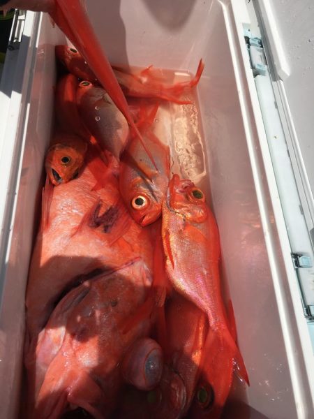 アブラボウズ アコウダイ ライトタックル 中深海 駿河湾 大宝丸