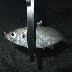 久々のアジング