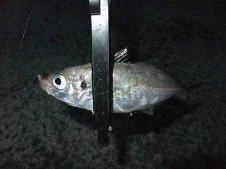 久々のアジング