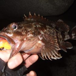 かなり減ったかな