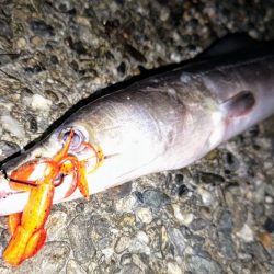 ハモやないかい