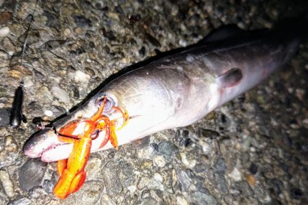 ハモやないかい