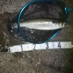 アジの居ないタイミング