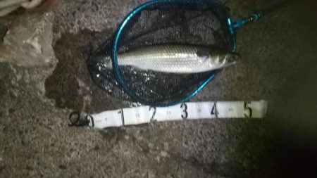 アジの居ないタイミング