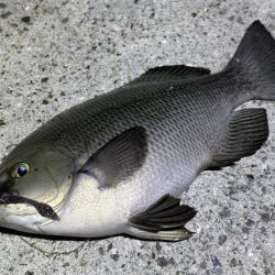 流行？のグレング！ようやく釣れた！