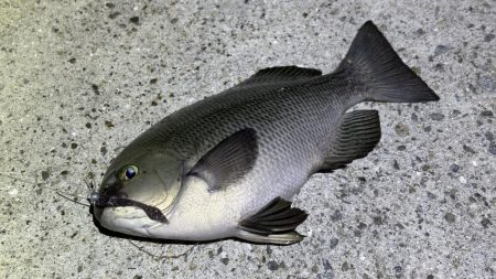 流行？のグレング！ようやく釣れた！