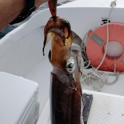 アオリ時々ほぼチビガシラ