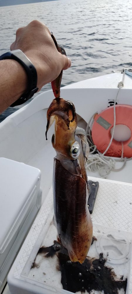 アオリ時々ほぼチビガシラ