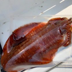 シーズン終盤エギング