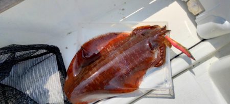 シーズン終盤エギング