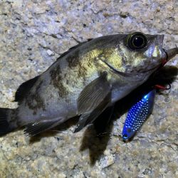 メバル×スプーン×敷石