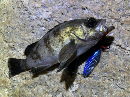 メバル×スプーン×敷石