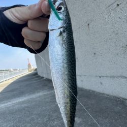 アジングでゴマサバ