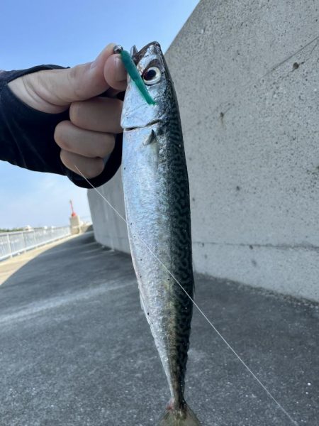 アジングでゴマサバ