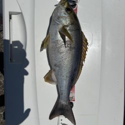 旬のイサキ釣り