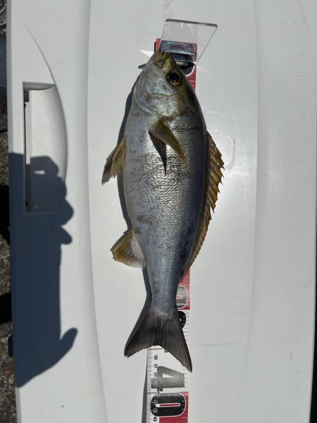 旬のイサキ釣り