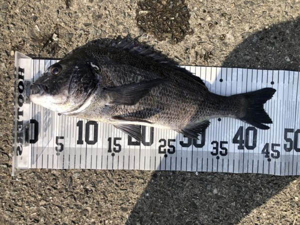 イチノ兄弟、釣果！