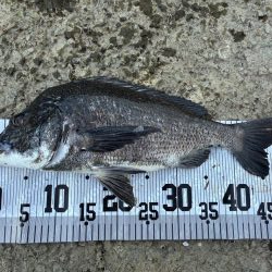 イチノ兄弟、釣果！