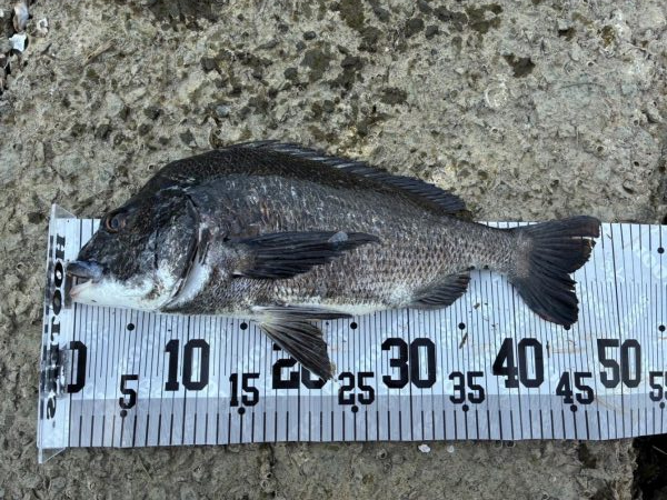 イチノ兄弟、釣果！