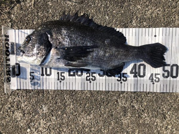 イチノ兄弟、釣果！