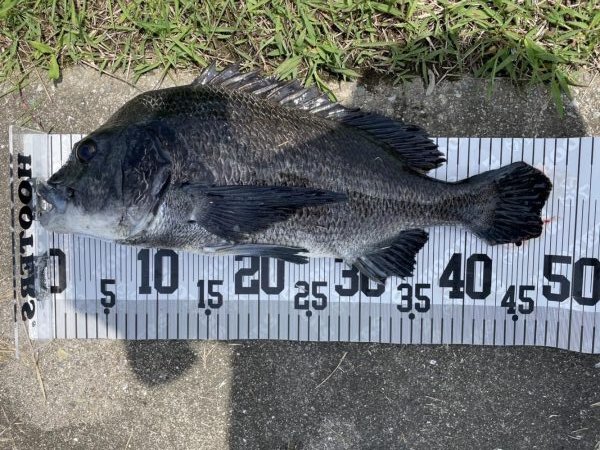 イチノ兄弟、釣果!