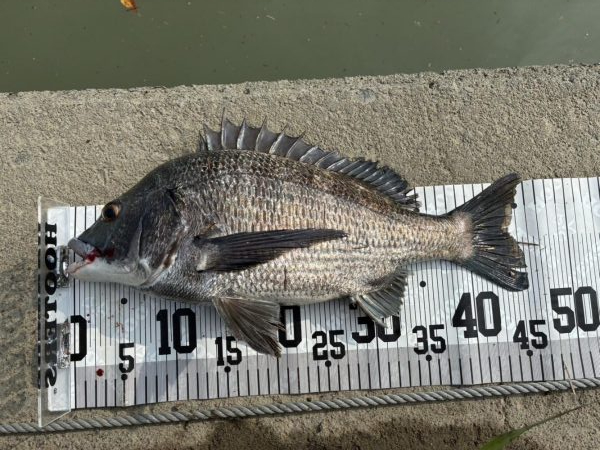 イチノ兄弟、釣果!