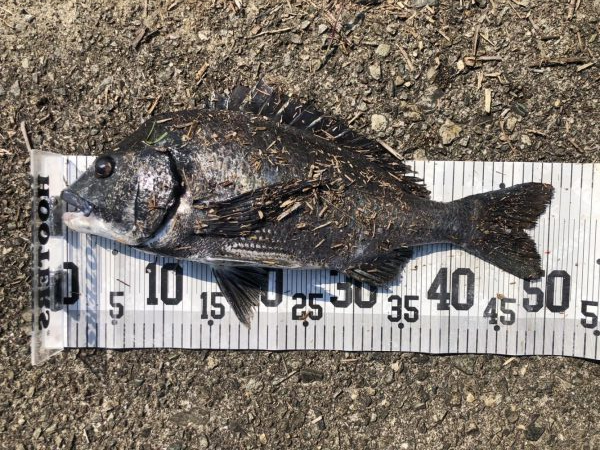 イチノ兄弟、釣果！