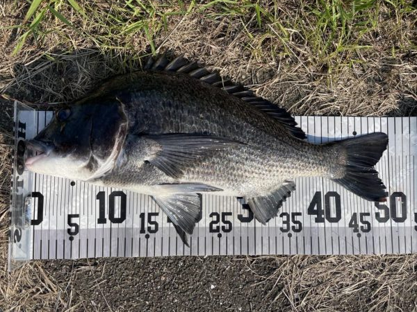 イチノ兄弟、釣果!