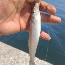 播磨新島のキス調査9