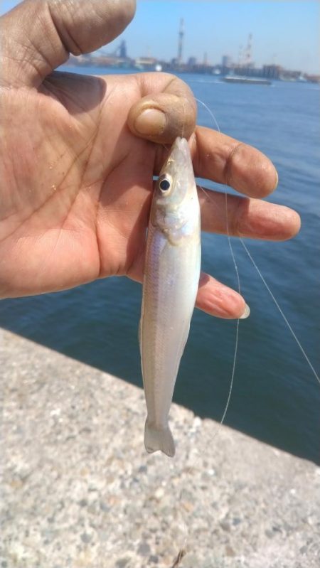 播磨新島のキス調査9