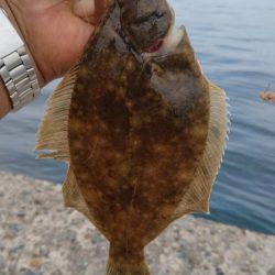 播磨新島のキス調査