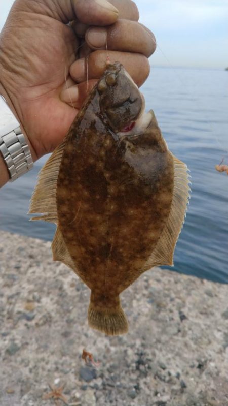 播磨新島のキス調査